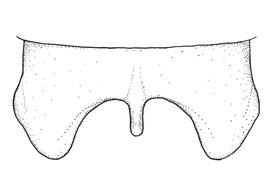   Anthidium atrifrons  male, diagram showing dorsal view of seventh tergum (T7), diagram from Gonzalez and Griswold 2013 
